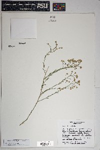 Baccharis brachyphylla image