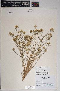 Baccharis brachyphylla image