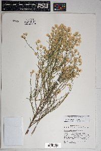 Baccharis brachyphylla image