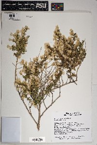 Baccharis pteronioides image