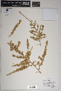 Baccharis pteronioides image