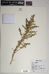 Baccharis pteronioides image