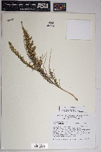 Baccharis pteronioides image