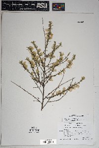 Baccharis pteronioides image