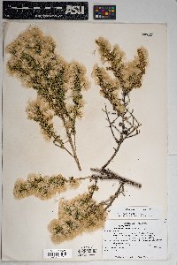 Baccharis pteronioides image