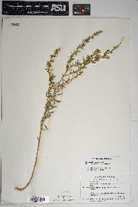 Baccharis pteronioides image