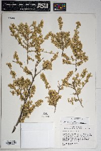 Baccharis pteronioides image