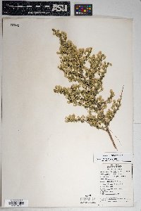 Baccharis pteronioides image