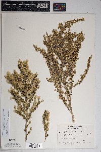 Baccharis pteronioides image