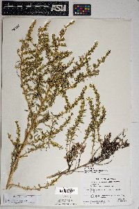 Baccharis pteronioides image