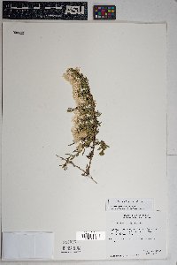 Baccharis pteronioides image