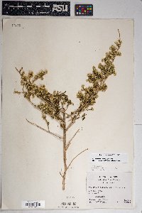 Baccharis pteronioides image