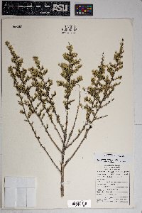 Baccharis pteronioides image