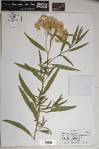 Baccharis salicifolia image