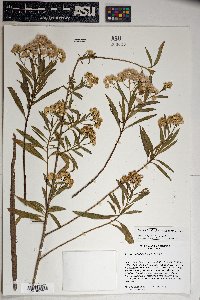 Baccharis salicifolia image