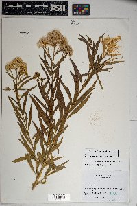 Baccharis salicifolia image