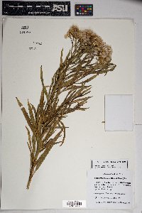 Baccharis salicifolia image