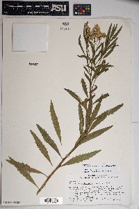 Baccharis salicifolia image