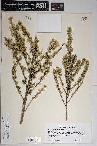 Baccharis pteronioides image