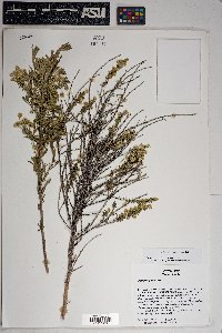 Baccharis pteronioides image