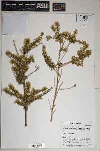 Baccharis pteronioides image