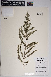 Baccharis pteronioides image