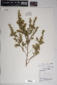 Baccharis pteronioides image