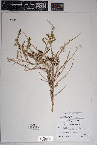 Baccharis pteronioides image