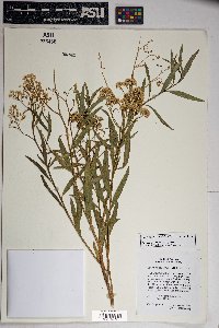 Baccharis salicifolia image