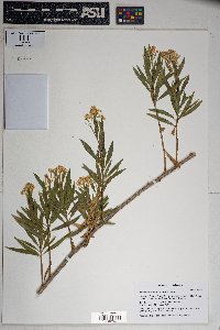 Baccharis salicifolia image