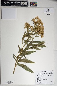 Baccharis salicifolia image