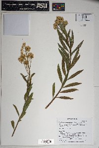 Baccharis salicifolia image