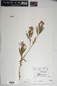 Baccharis salicifolia image