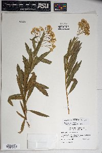 Baccharis salicifolia image