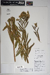 Baccharis salicifolia image