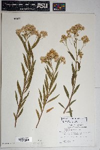 Baccharis salicifolia image