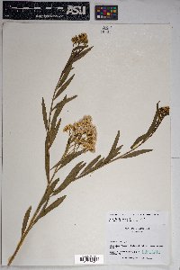 Baccharis salicifolia image