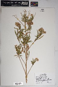 Baccharis salicifolia image