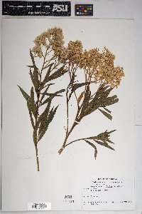 Baccharis salicifolia image