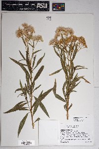 Baccharis salicifolia image