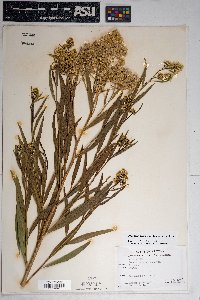 Baccharis salicifolia image