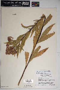 Baccharis salicifolia image