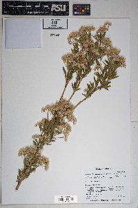 Baccharis salicifolia image