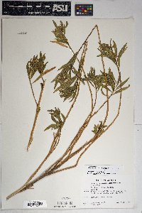 Baccharis salicifolia image