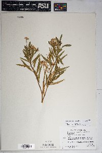 Baccharis salicifolia image