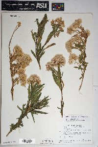 Baccharis salicifolia image