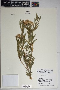 Baccharis salicifolia image