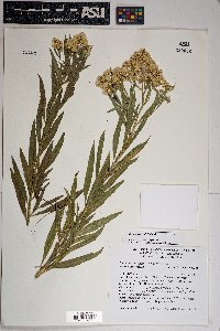 Baccharis salicifolia image