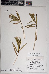 Baccharis salicifolia image