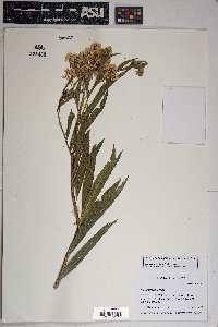 Baccharis salicifolia image